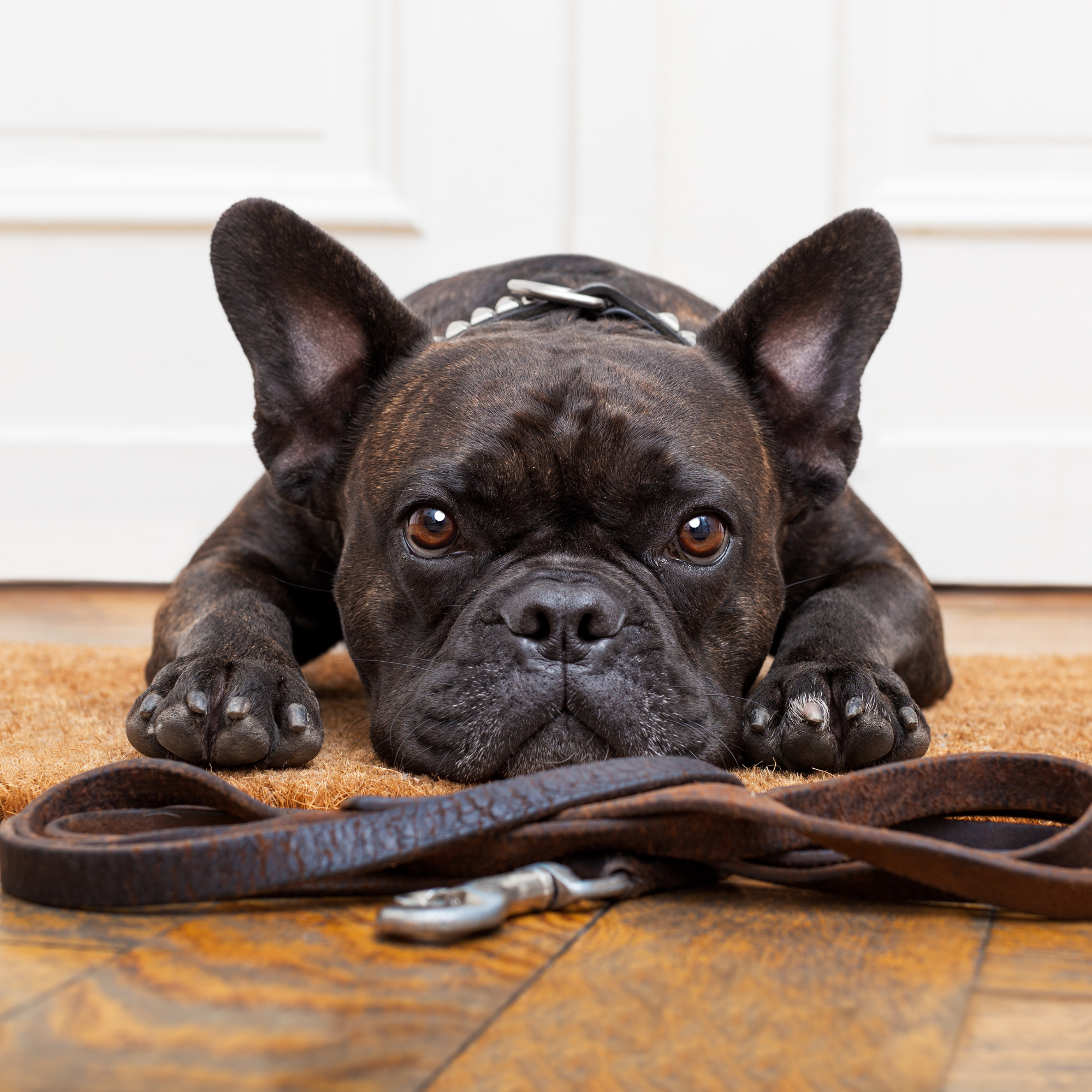 NaturPets™ Ear & Skin Yeast Control 17 16